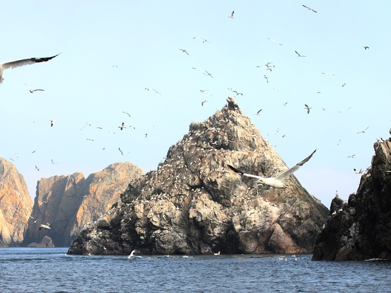 Image of the gannet colonies